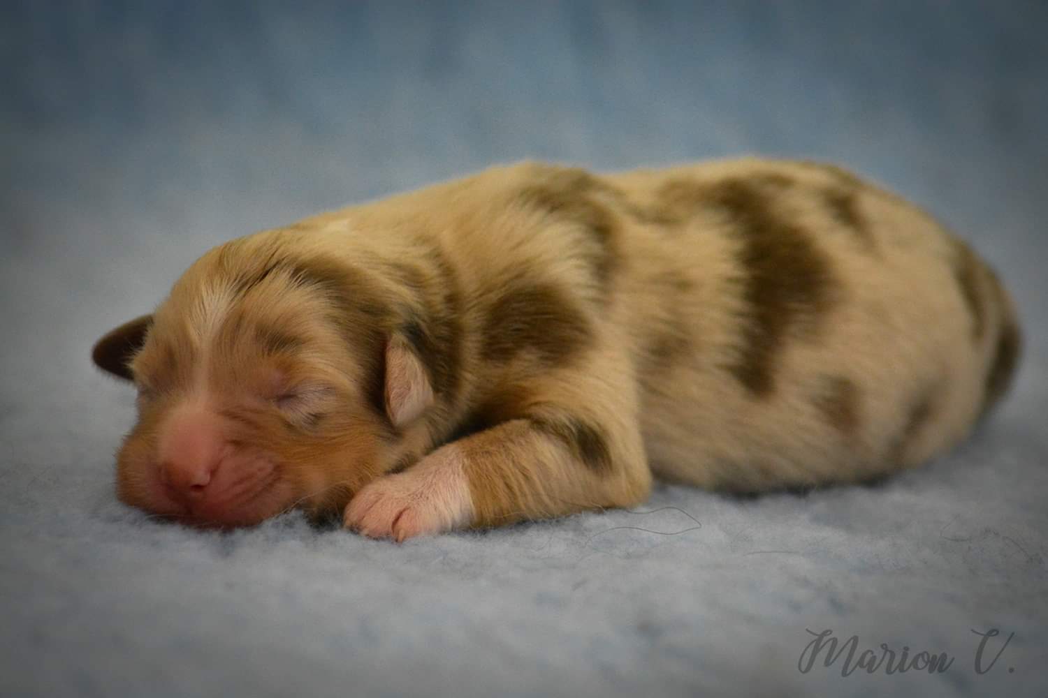 So Delicious Cookie à quelques jours Photo d'un chiot berger australien, issu de la portée de Winnie et Sky, rouge merle âgé de 5 jours.